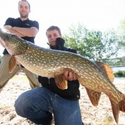 Brochet au leurre Sakura