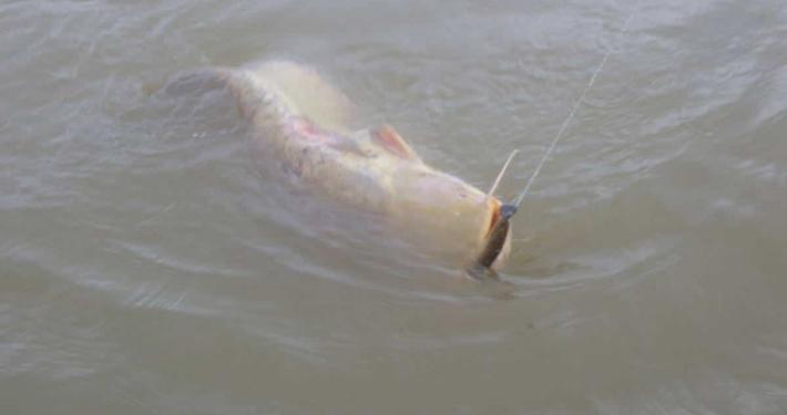 Premiers poissons de l’année ! 