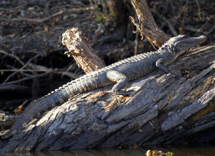 Alligator du Delta de Louisine