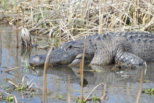 Alligator de la Red River