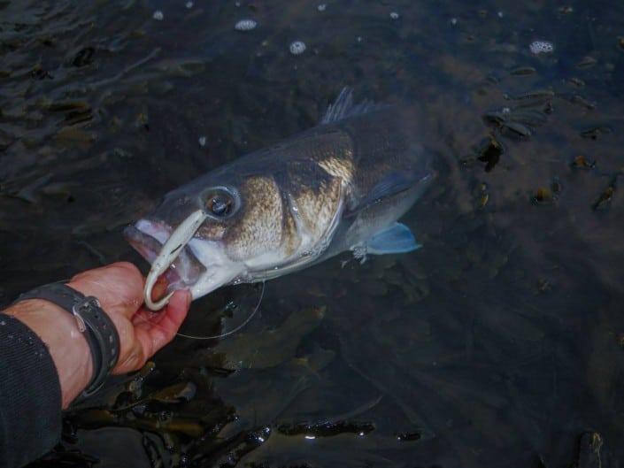 Le Slit shad est un très bon leurre à Bar