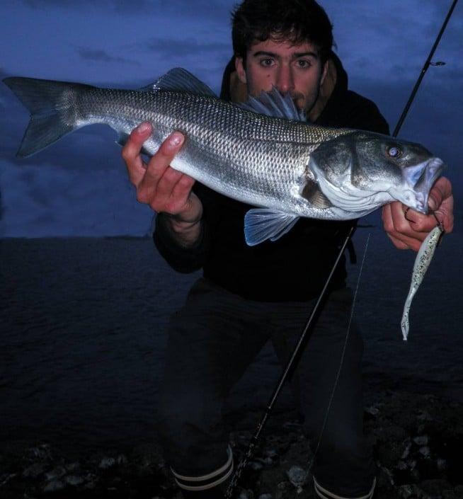 Le Slit shad est un très bon leurre à Bar