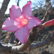 Beauté de Socotra