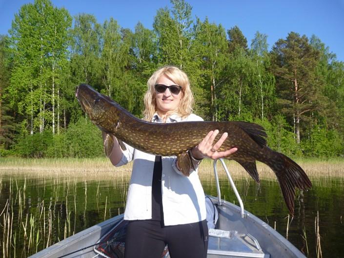 Pike in Sweden