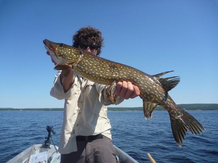 Pike in Sweden