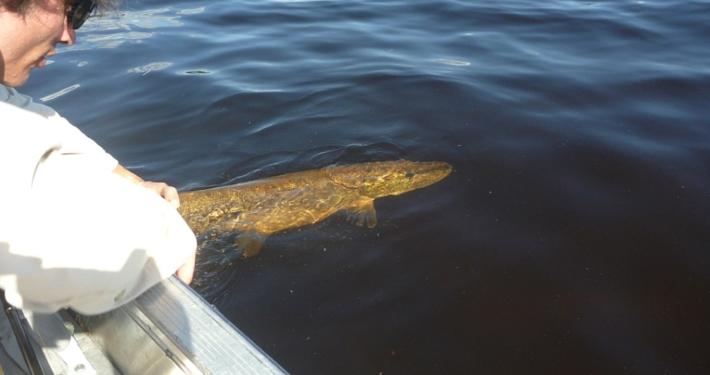 Pike in Sweden