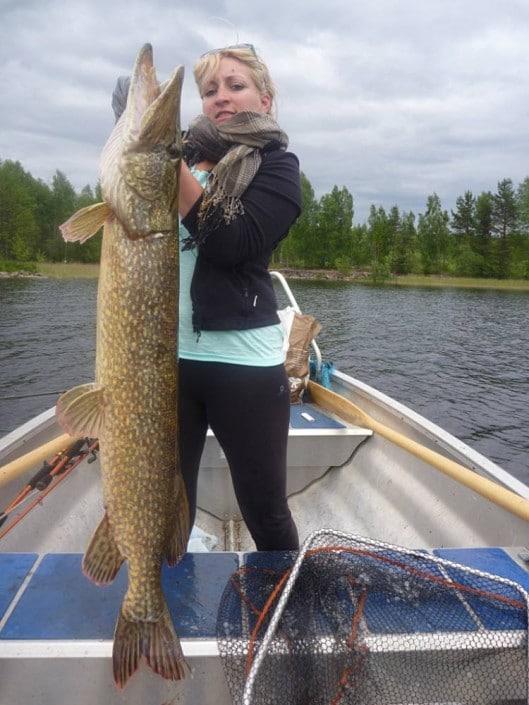 Pike in Sweden