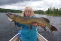 Pike in Sweden