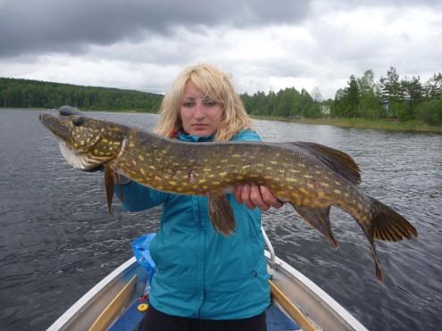 Pike in Sweden