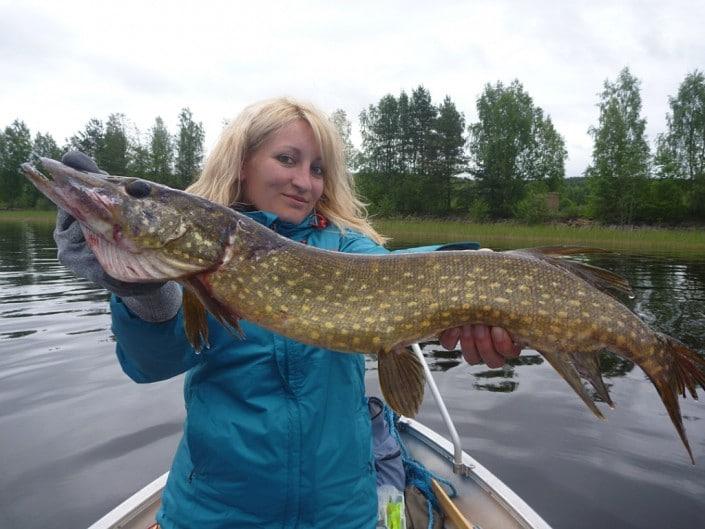 Pike in Sweden