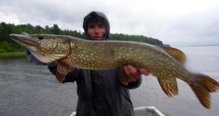 Pike in Sweden