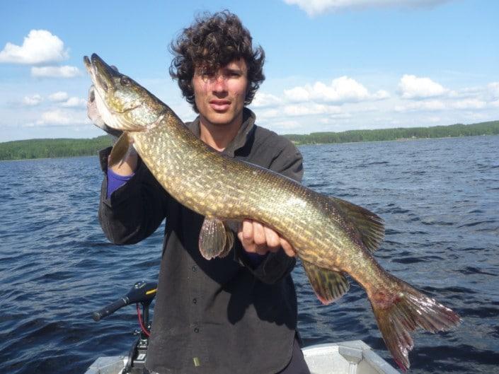 Pike in Sweden