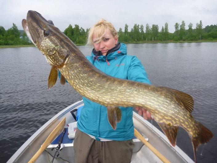 Pike in Sweden