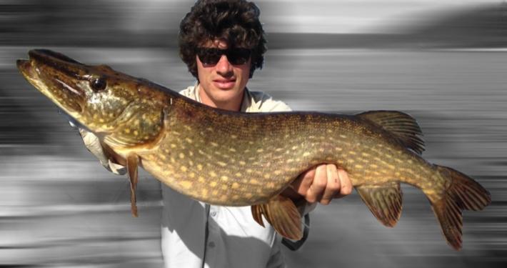 Pike in Sweden