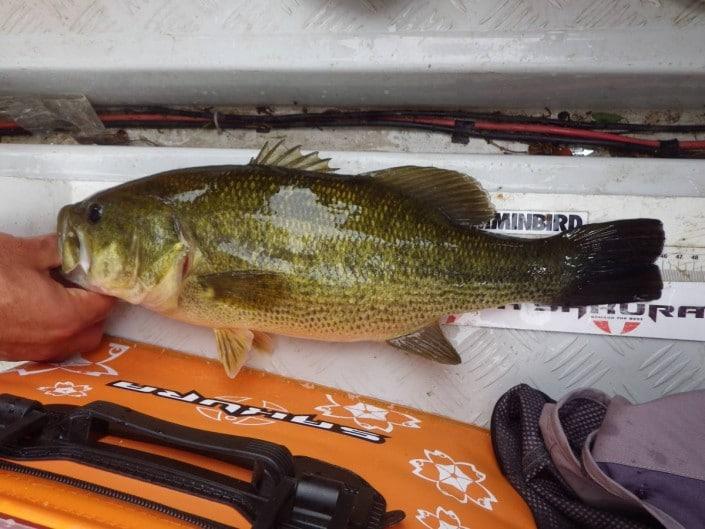 bass de 46 cm mesuré près du Bakkan Sakura