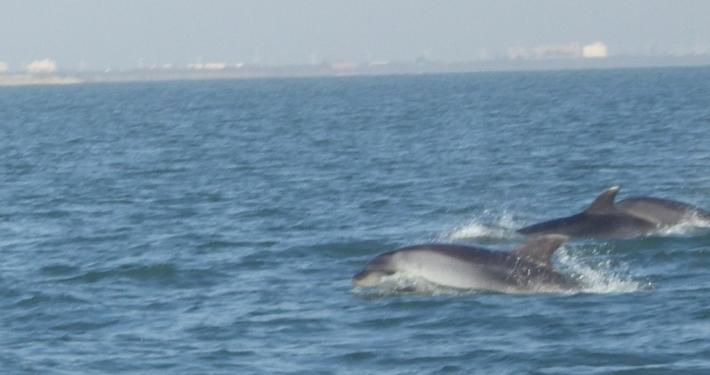 Un petit tour en mer… 