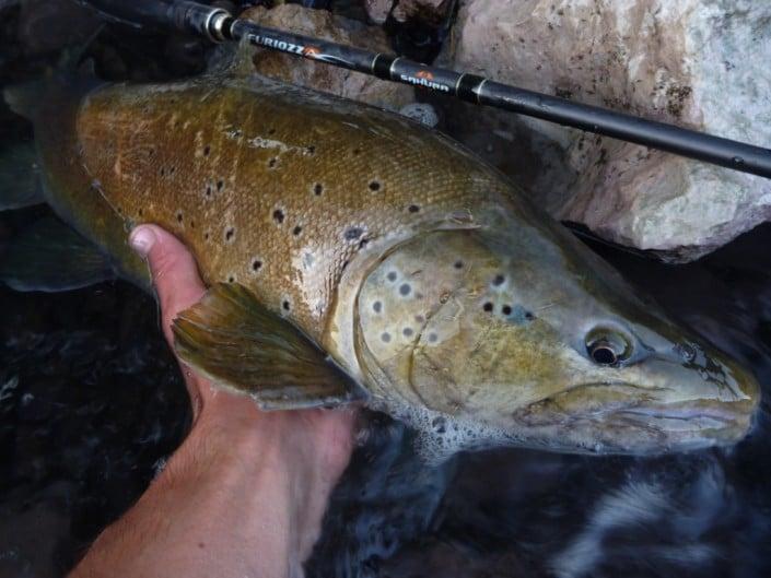 Dernières truites de la saison 2014