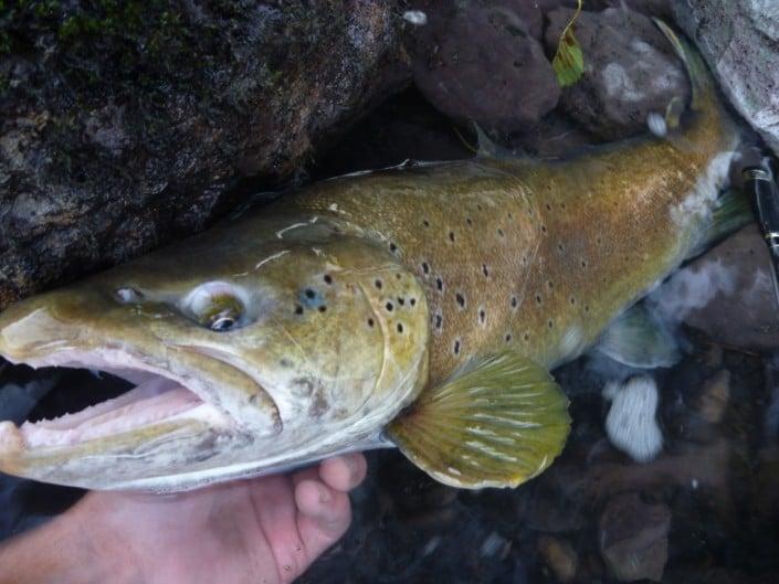 Dernières truites de la saison 2014