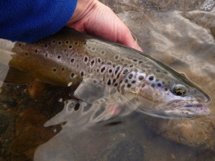 Nos premières truites de la saison aux leurres