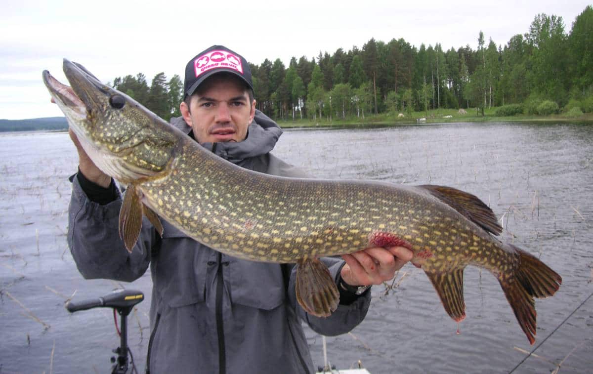 Brochets D Ouverture Soyez A Leurre Sakura Fishing Brochets D Ouverture Soyez A Leurre Sakura Fishing