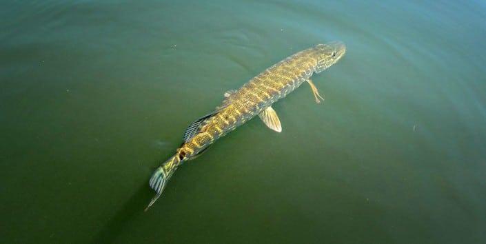 Pêche du brochet sur la Dordogne