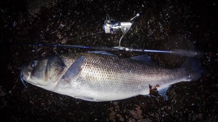 record seabass caught with the sakura Alpax 4508 SW reel