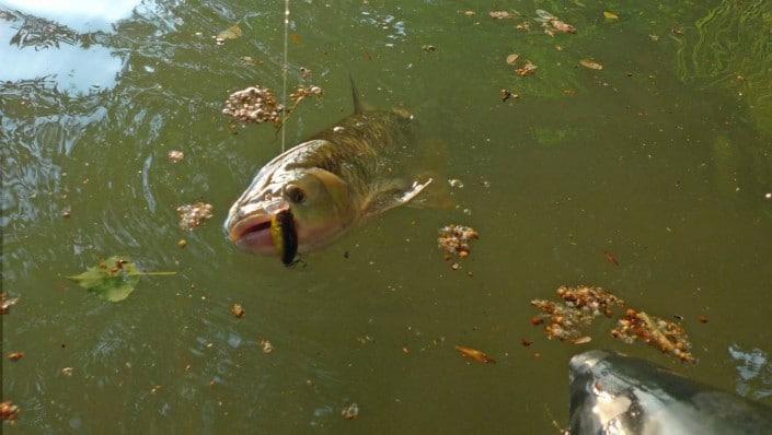 Chub pris au golem crank zero