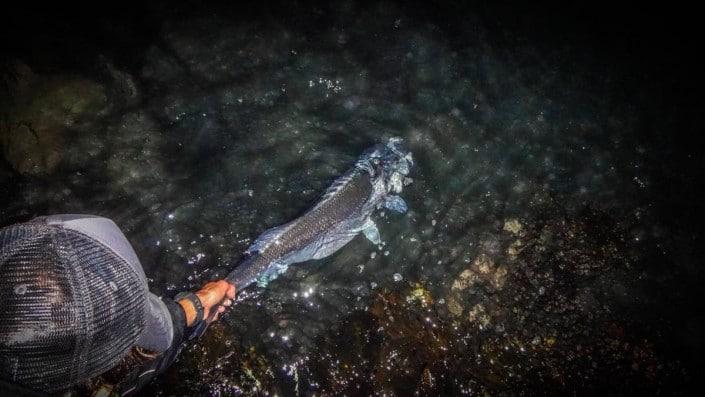 monster seabass release