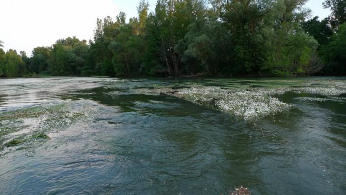 Herbiers en fleurs sur la rivière