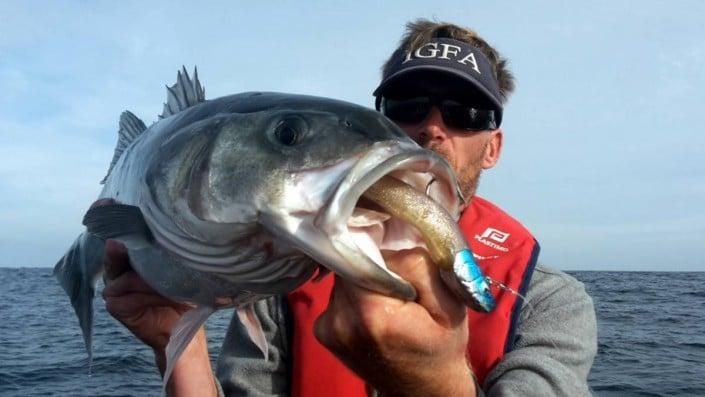 Nicolas Huguet qui est capitaine IGFA avec un bar pris au L16 Shad 150