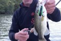 bass de 35 au sakura bomba crank 70f