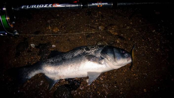 Bar malformé pris au Slit Shad 