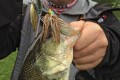 bass-pris-au-spinnerbait-monarc-sakura