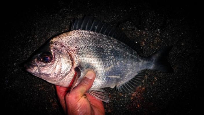 Dorade prise au Slit Shad Sakura