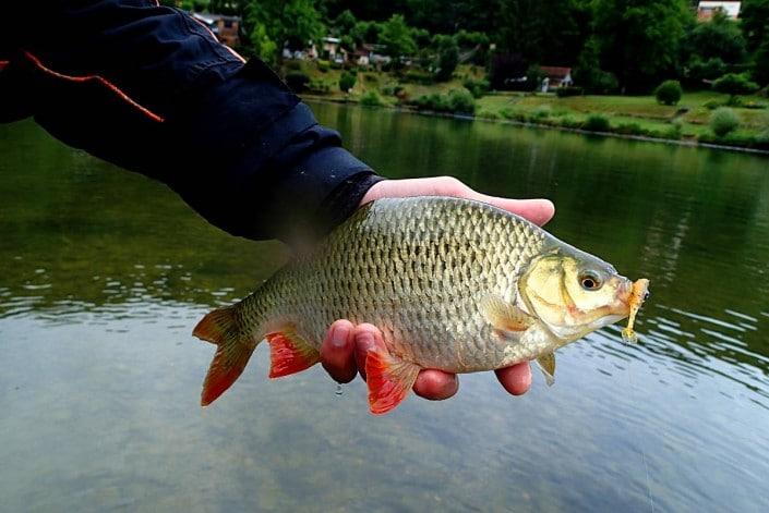 Rotengle pris avec un Slit Shad 2 pouces sakura