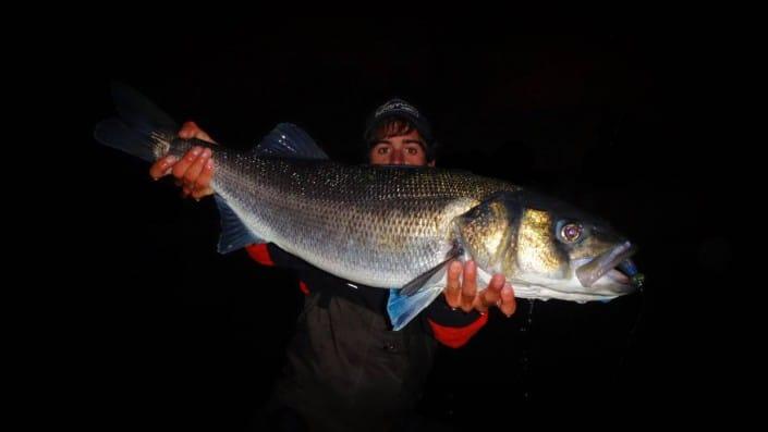 enorme bar de 85cm pris par thomas gestin avec un slit shad de sakura