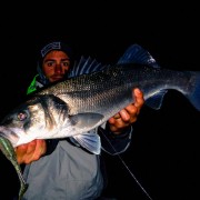 Joli bar pris du bord avec un slit shad peppermint sur une tete verticool