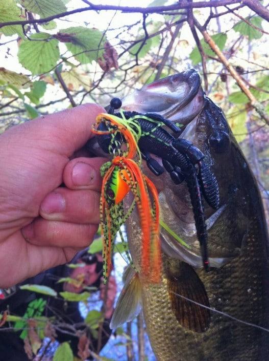 sakura bellamy swimming jig en combo avec une flappin hog de gary yamamoto