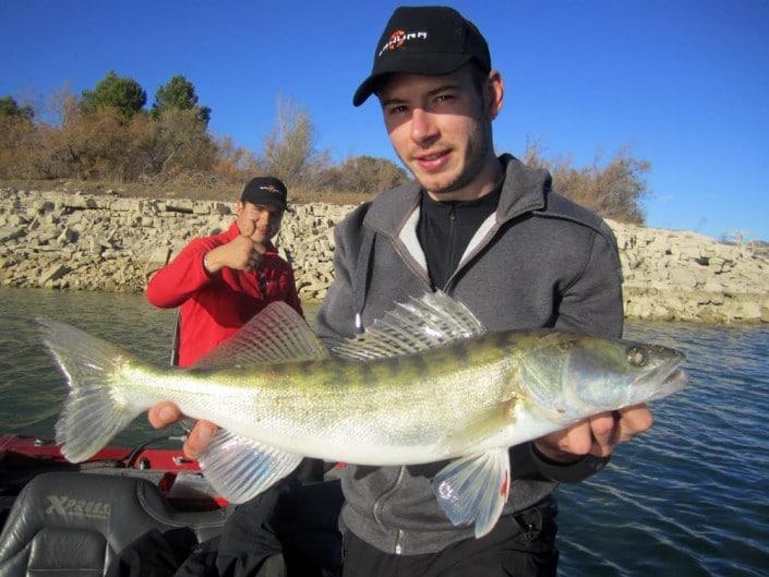 5-sandre pris au poisson nageur sakura