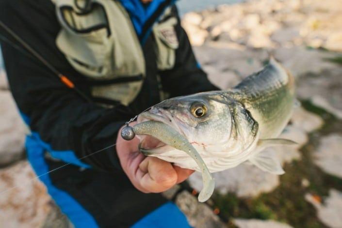 Bar de la Neretva pris avec un Slit Shad Sakura