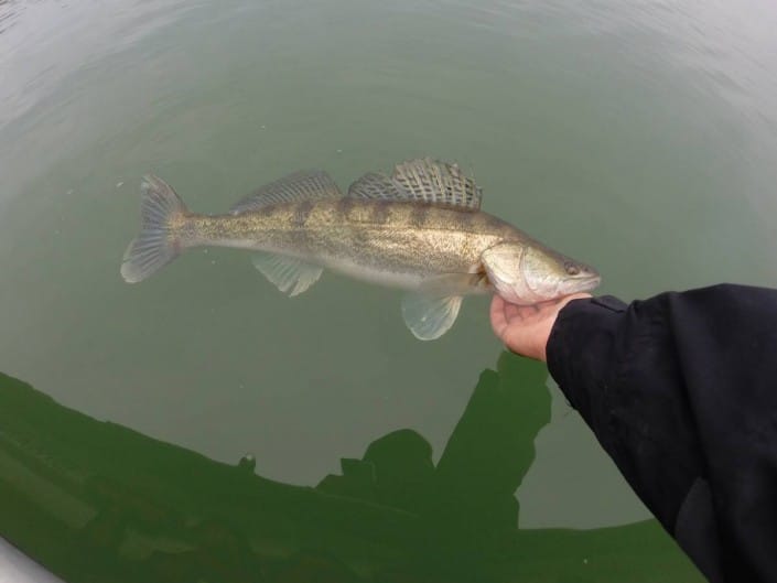 Remise à l'eau d'un Sandre pris au Slit Shad Sakura
