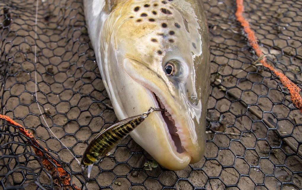 pêche truite leurre Garbolino Phoxy Minnow Sakura