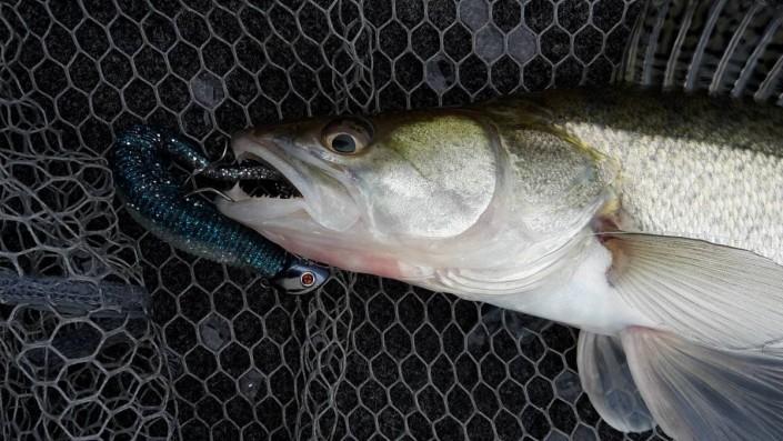 Sandre du Rhône pris sur Slit Shad et tête plombée Verticool Sakura