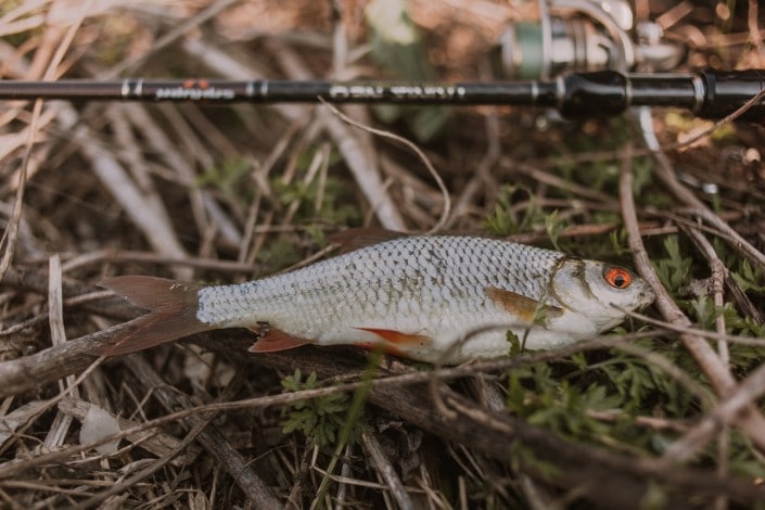 roach caught on a sakura trinis neo rod