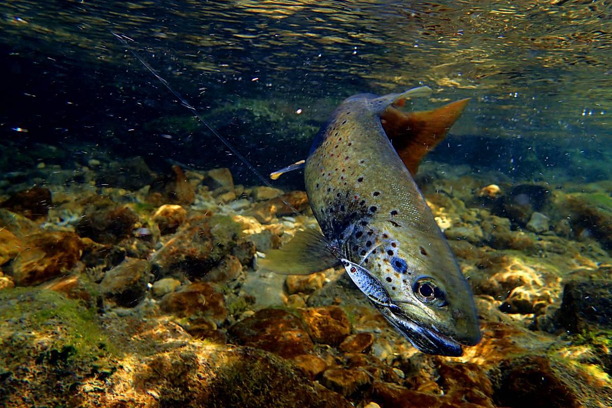 Les meilleures Cuillères Truite en 2024 - Fish and Test