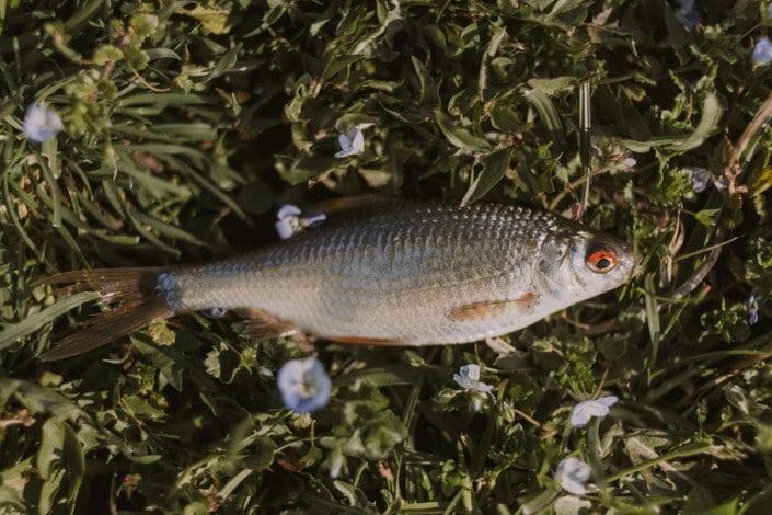 spring roach in croatia shot by robert pljuscec