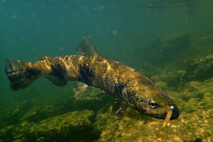 truite zebree de la bienne prise sur un slit shad 50 sakura