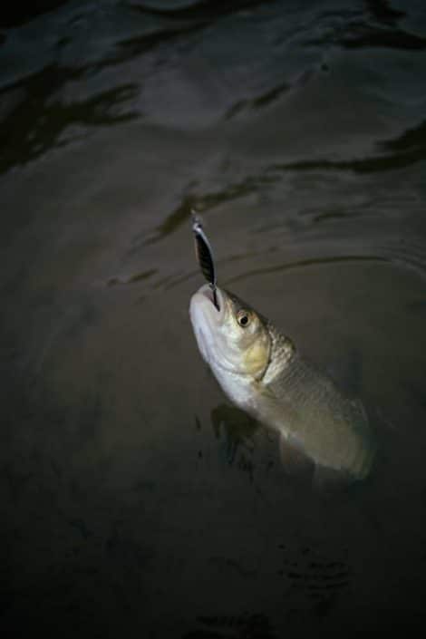 chevesne pris avec une skoon fat sakura fishing