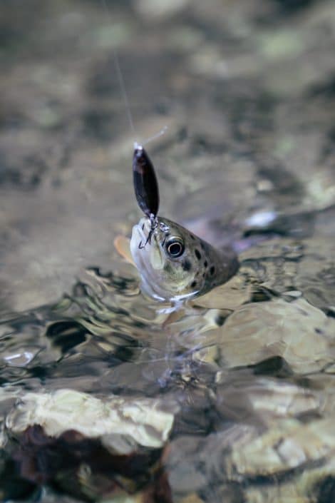 fario prise sur skoon fat 35mm wakasagi sakura fishing