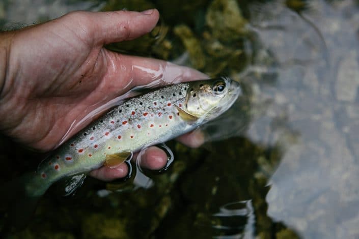 native trout from croatia